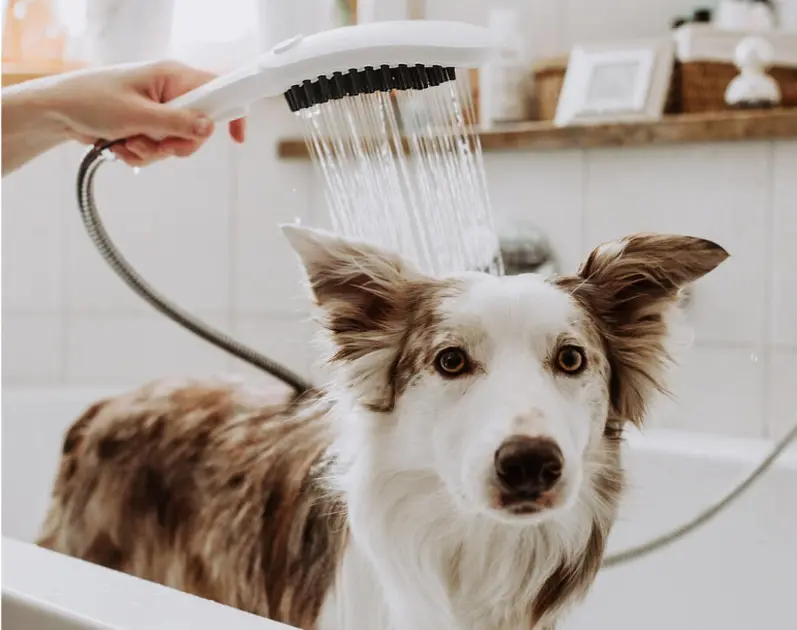 Hansgrohe - DogShower - Kézi zuhanyfej - 26640700 – 3. kép